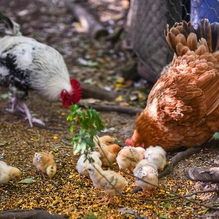 Minimbah Farm Cottages-Family Farmstay- Choose From 2 & 3 Bedroom Cottages And 6 Bedroom House Kangaroo Valley Ngoại thất bức ảnh